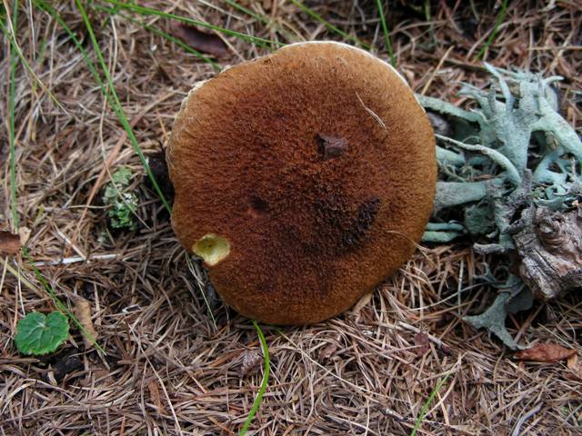 Funghi in quota, montagne del Lagorai (gruppo del Rava)